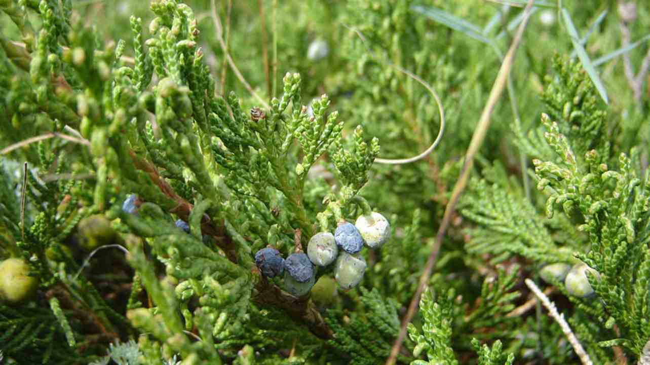 Q17. A juniper berry is the female seed cone produced by the various species of junipers. It is not a true berry but a cone with unusually fleshy and merged scales, which give it a berry-like appearance. The cones from a handful of species, especially Juniperus communis, are used as a spice, particularly in European cuisine. Which drink is derived from this? (Image: Reuters)