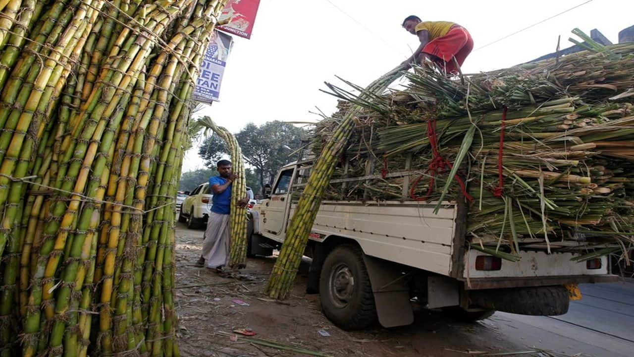 India's sugar production estimated lower at 30.2 million tonnes on UP woes