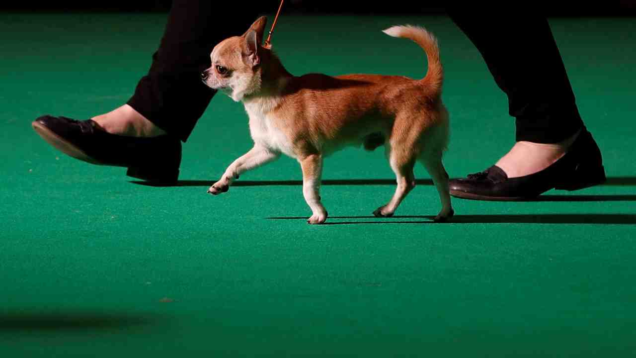 1. 8-week-old coffee-coloured Chihuahua | How could you? The cute little pooch is man’s best friend after. (Image: Reuters) 1. 8-week-old coffee-coloured Chihuahua | How could you? The cute little pooch is man’s best friend after. (Image: Reuters)