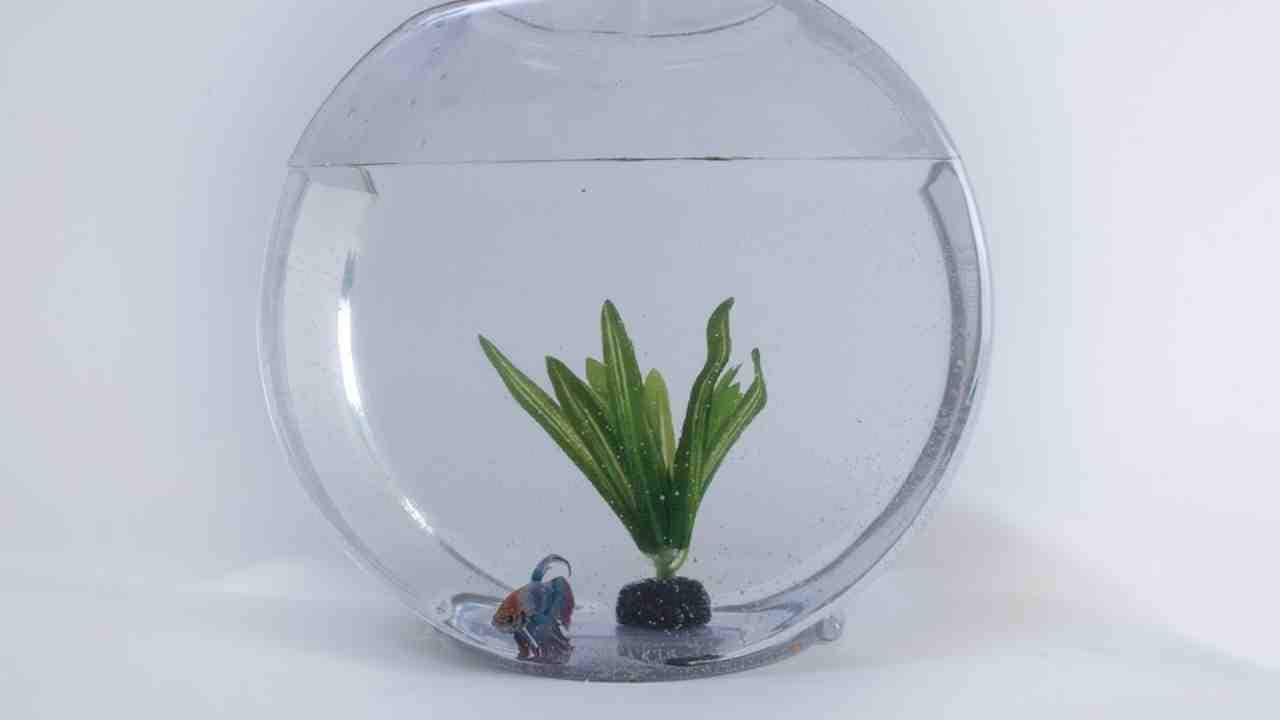 10. Full fish tank with fish and water | This looks like a real-life example of ‘Finding Nemo’. (Image: Pixabay) 10. Full fish tank with fish and water | This looks like a real-life example of ‘Finding Nemo’. (Image: Pixabay)