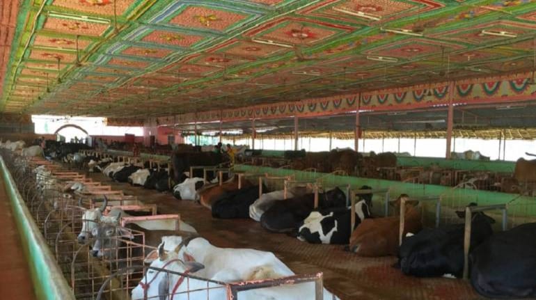 Bhopal to get sex-sorted semen production centre for calves : MP minister