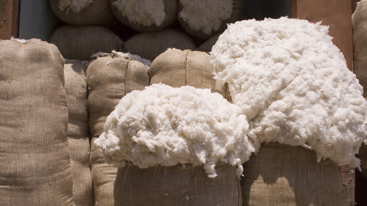 Why cotton can be one of the good investment options