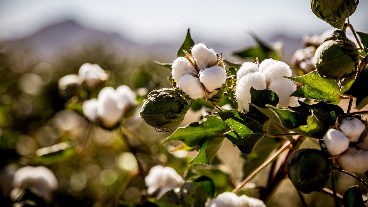 How hedging can help cotton sellers get stable returns, who fear price drop
