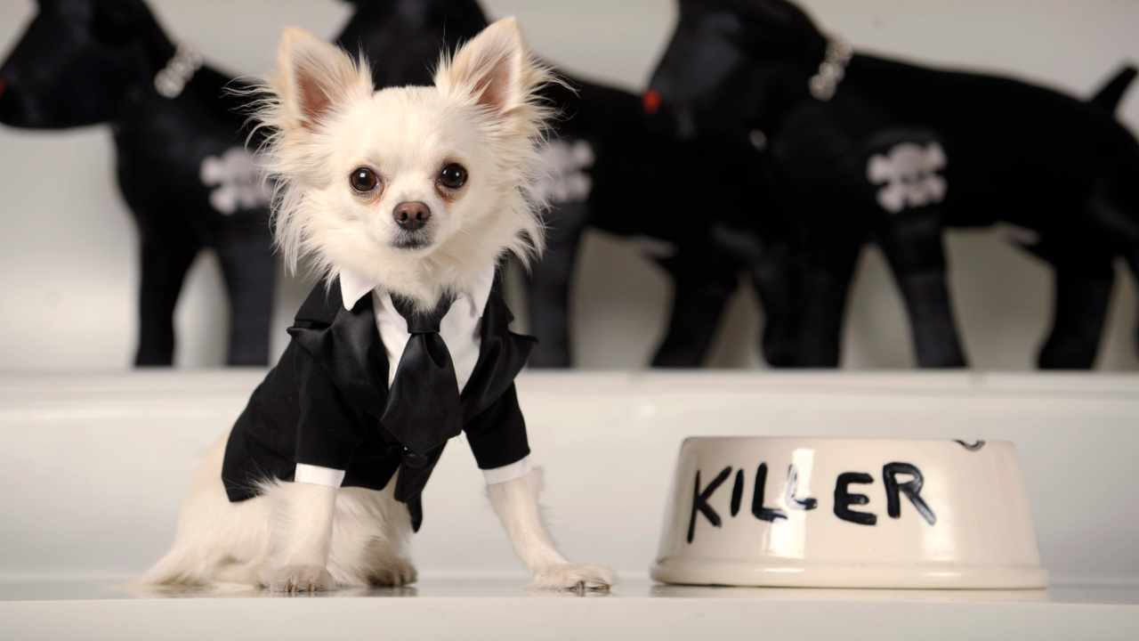 2. A black and white tuxedo for a small dog | Because of its forgetful owner, a poor dog somewhere will now have to dress in casuals! (Image: Reuters) 2. A black and white tuxedo for a small dog | Because of its forgetful owner, a poor dog somewhere will now have to dress in casuals! (Image: Reuters)