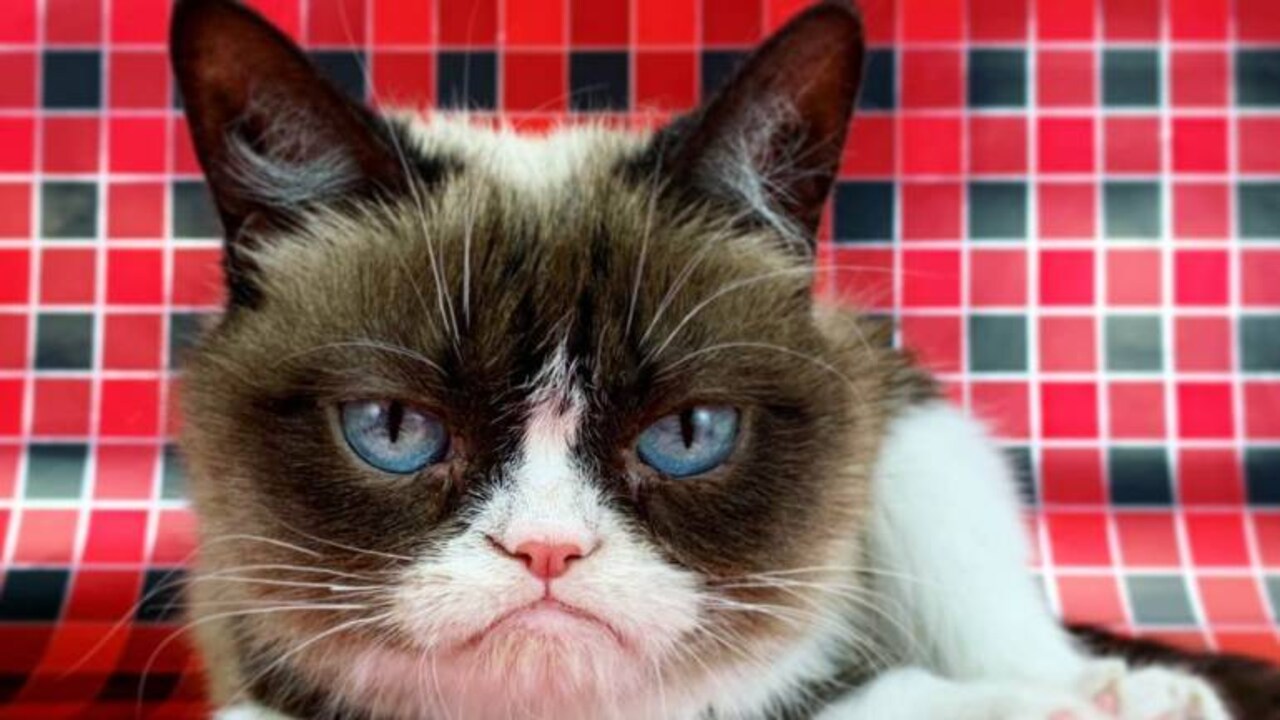 Social media sensation Grumpy Cat dies aged 7