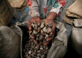 Amid market glut, export slump, cashewnut prices crash