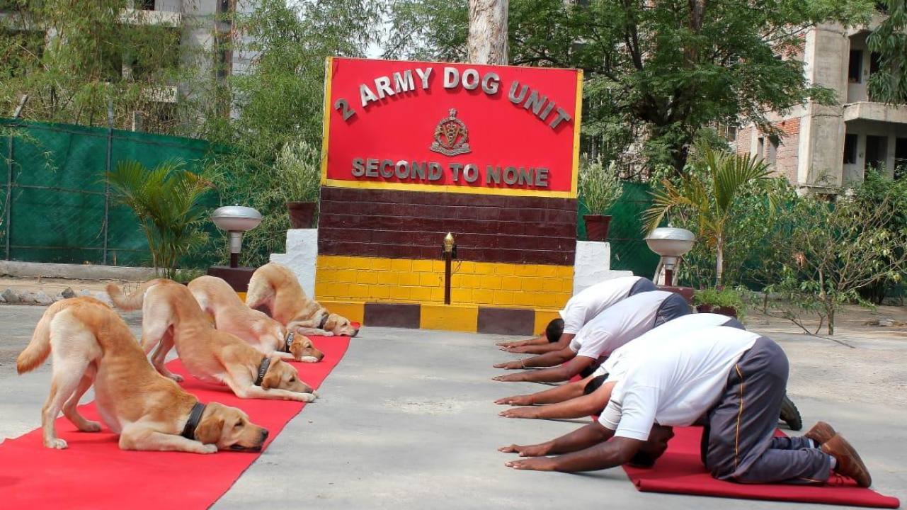 Army Dog Unit practiced Yoga (Image: ANI)