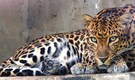 Leopard found dead inside Film City in Mumbai