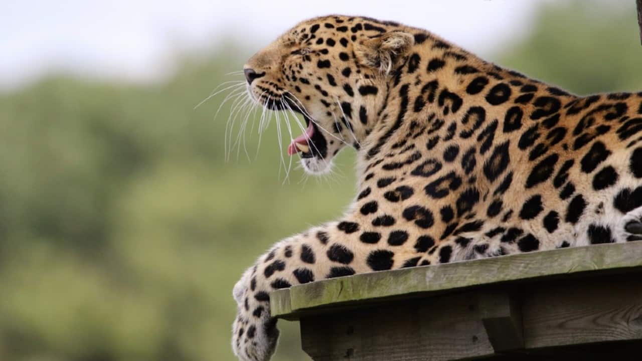 Leopard that killed woman and child in Pilibhit’s Kheri district still at large despite intensive hunt