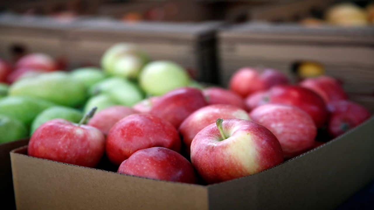 India’s removal of duties on apples &amp; walnuts in response to US' removal of tariffs on steel: Commerce ministry
