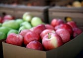 Kashmir farmers protest India's decision to cut tax on imported US apples