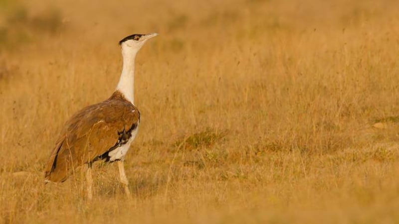 The great Indian bustard has a new ally: its human neighbours