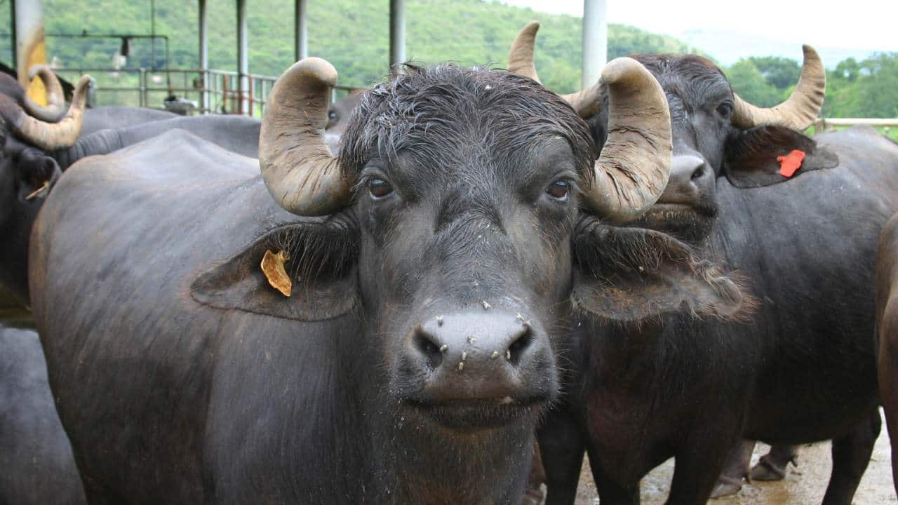 Bengaluru director tries to buy 2 buffaloes from Gujarat trader, loses Rs 4.5 lakh