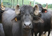 Bengaluru director tries to buy 2 buffaloes from Gujarat trader, loses Rs 4.5 lakh