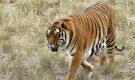 COVID -19: Govt asks zoos, forest staff and veterinarians to check for symptoms in tigers after New York case