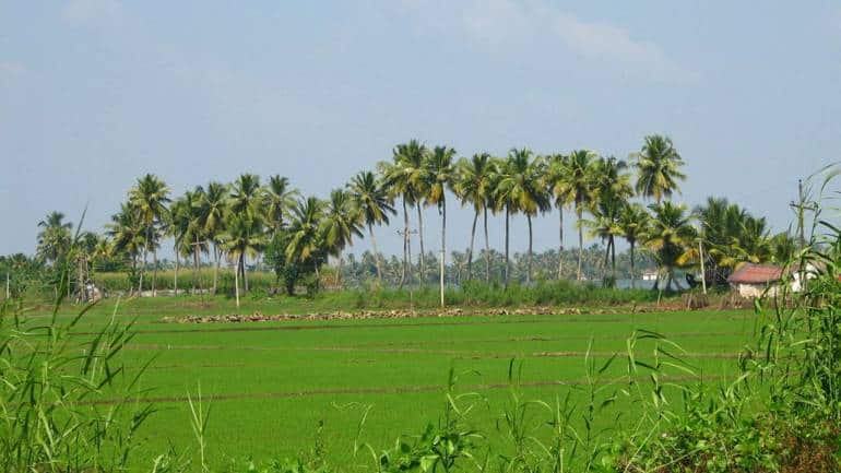 Kerala students are reviving paddy fields ruined by tourists