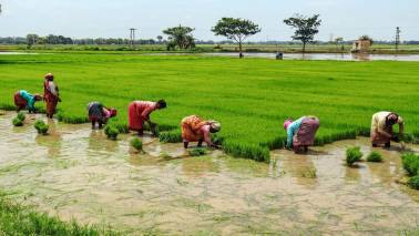 Global food prices have snapped back above March levels
