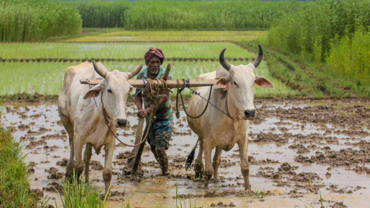 Explained | How important is monsoon for India's agriculture sector?