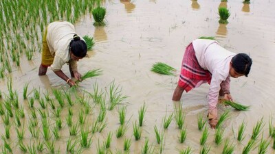 OPINION | India’s small farmers hold the key to food security in a warming world