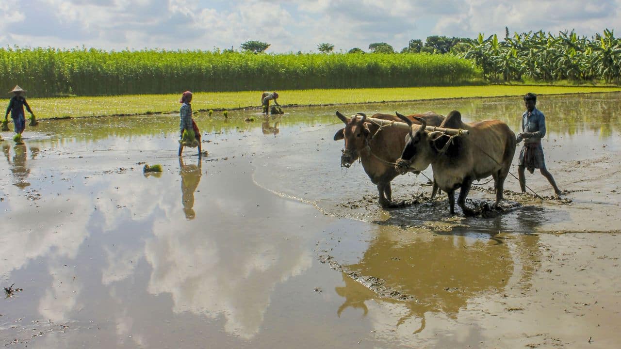 Low rainfall impact: Pulse sowing continues to lag, with a drop of 8.5% YoY