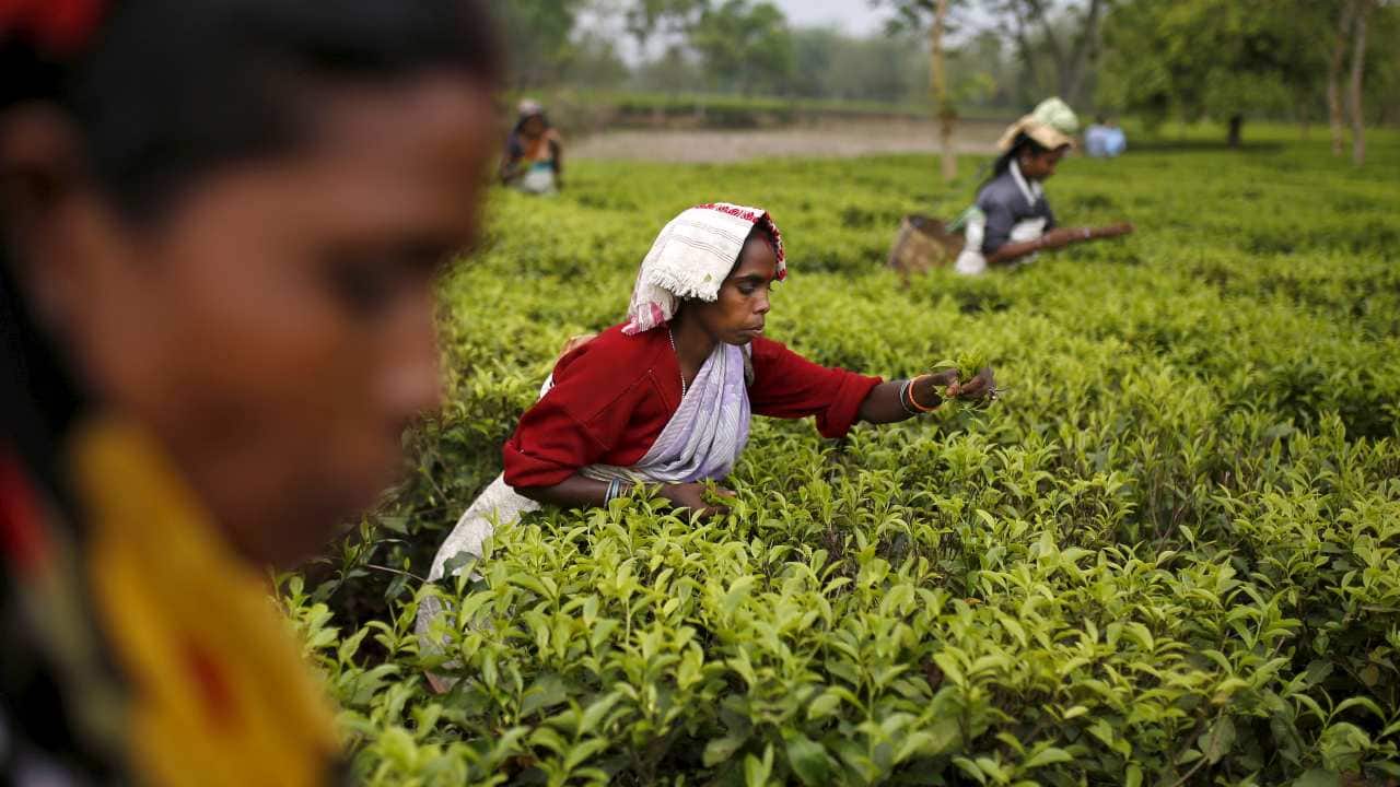 Assam’s pumpkins may have reached Dubai, but state still lags far behind in export competitiveness Assam’s pumpkins may have reached Dubai, but state still lags far behind in export competitiveness