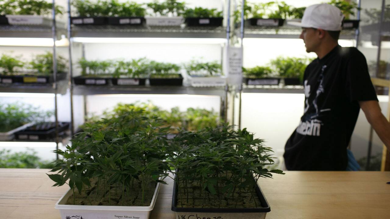Here is how Bombay Hemp Company is trying to create business out of Cannabis