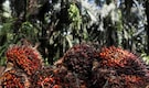 India's palm oil imports hit 14-year low as soyoil rises