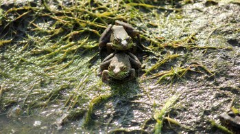 Representational Image (Pexels)