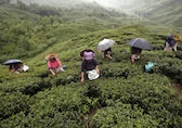 Kangra Tea from Himachal Pradesh gets European Geographical Indication tag