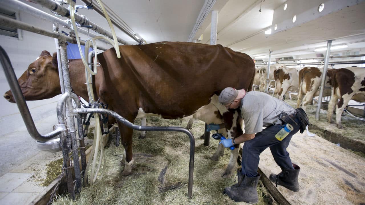 Top Milk Producers In The World Guess Which Country Takes First Place