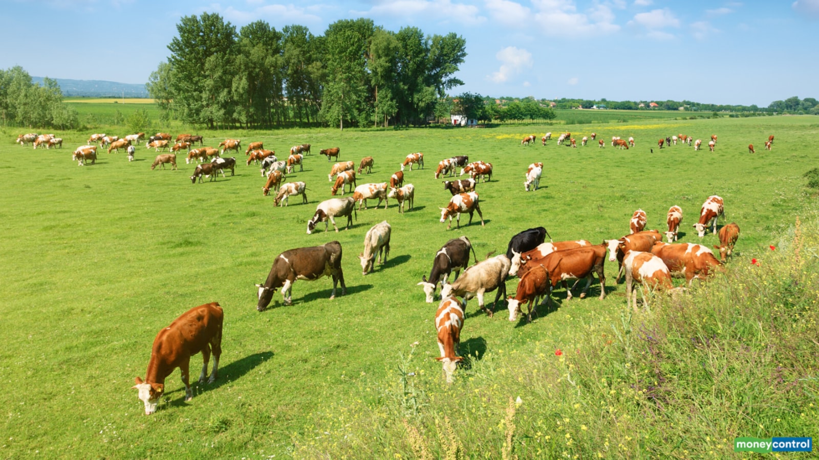 India's animal husbandry sector saw landmark move in 2019: US report India's animal husbandry sector saw landmark move in 2019: US report