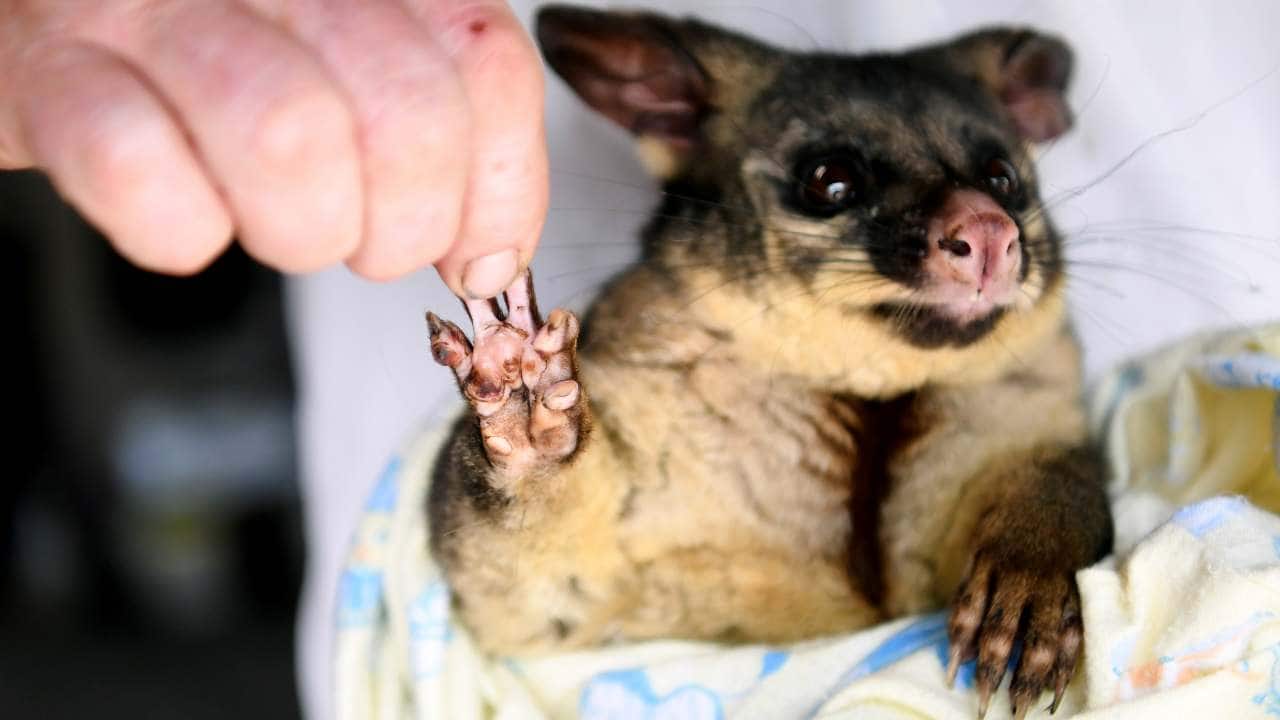 Australia bushfire 8