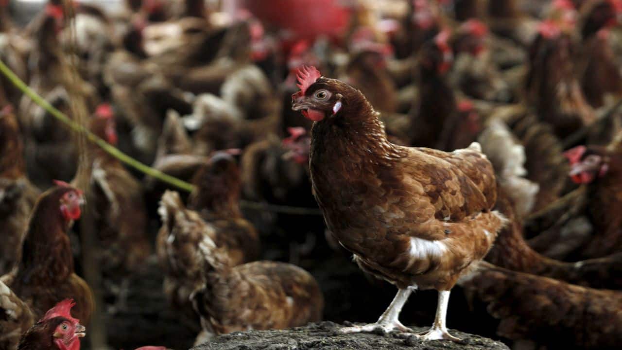 Bird flu is impacting sale of chicken, but not online Bird flu is impacting sale of chicken, but not online