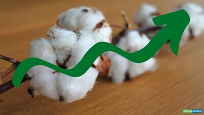 Punjab expects cotton production of 8 lakh bales this season
