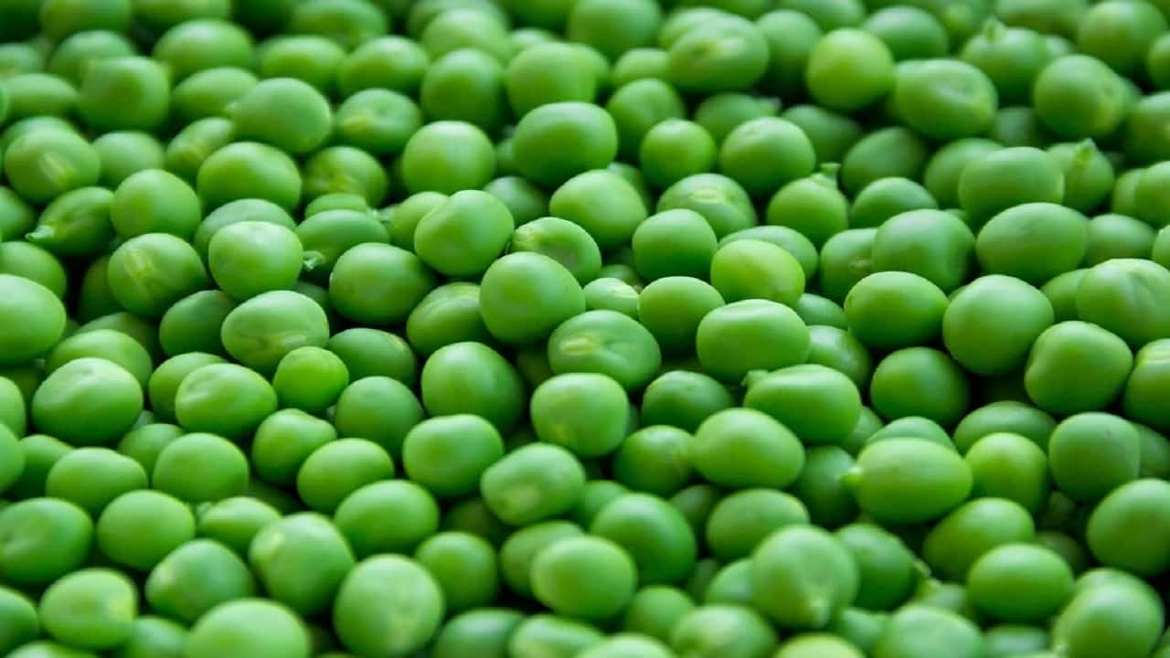 Remove curbs on peas, urad imports: IPGA