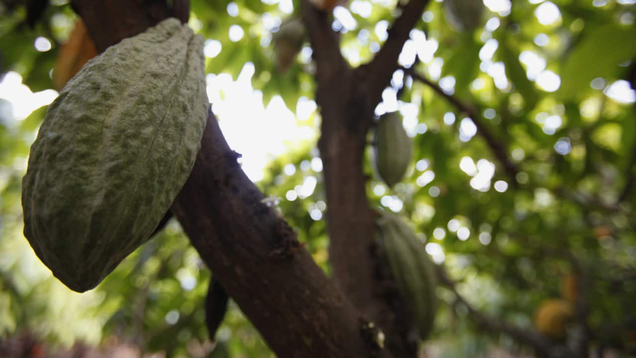 Answer: Dole (Image: Reuters)