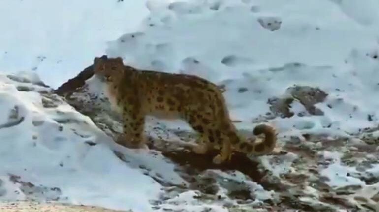 Snow Leopard (Image: Susanta Nanda IFS @susantananda3 Twitter) Snow Leopard (Image: Susanta Nanda IFS @susantananda3 Twitter)