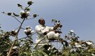 Cotton farmers in Maharashtra to take out rally to demand subsidy of Rs 5,000 per quintal