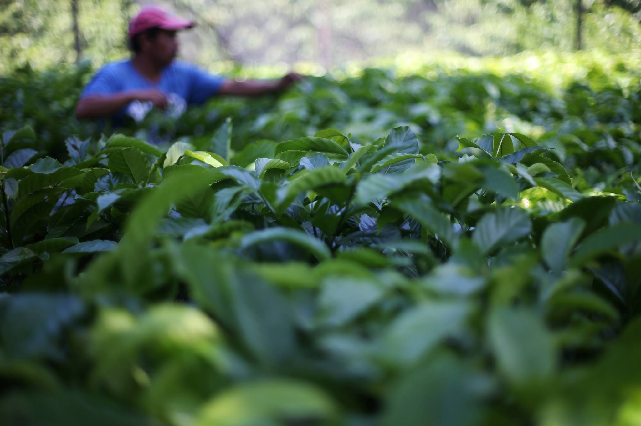 Indian green coffee exports rise amid global crunch, price hike