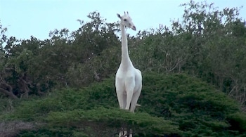 The rare white giraffe (Iage: National Geographic)