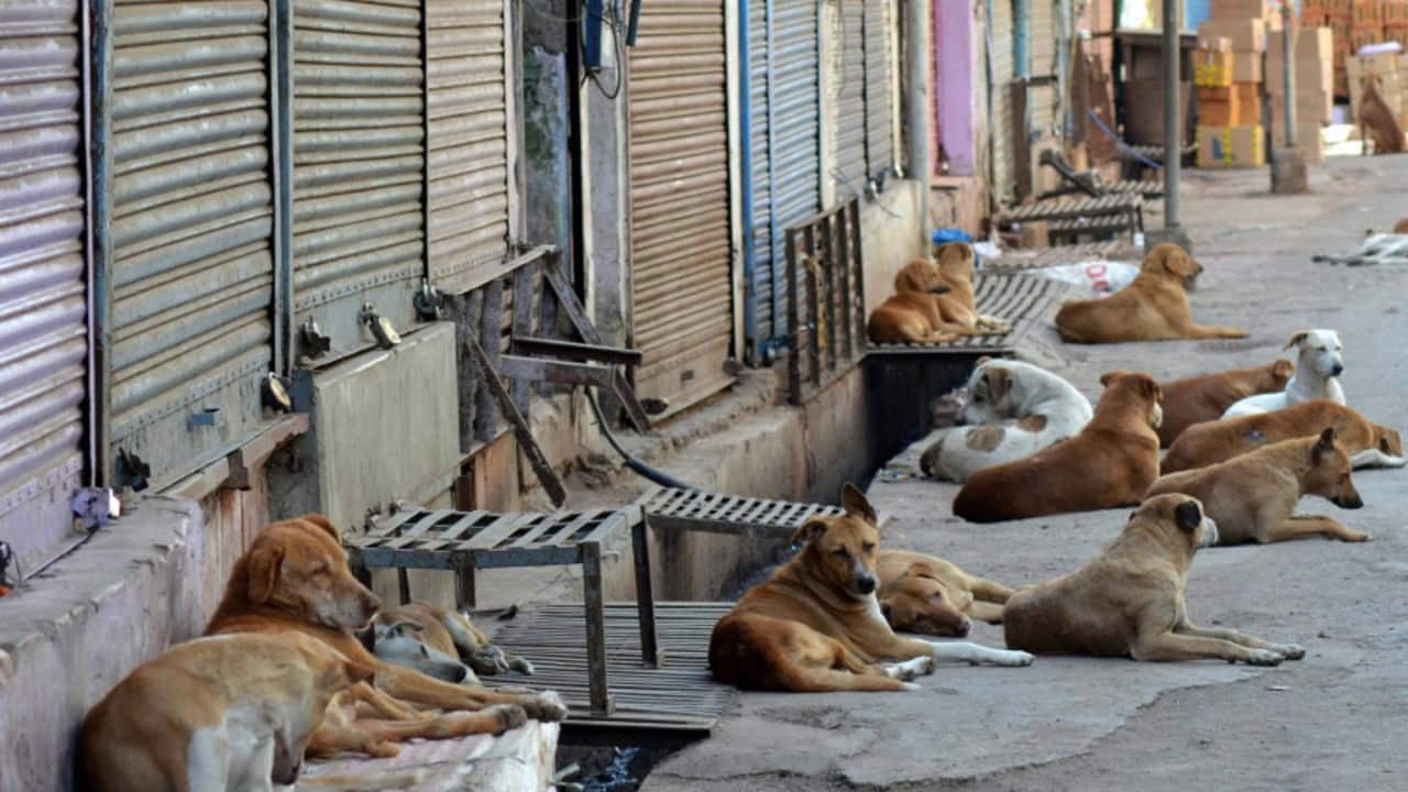 In Pics | Animal lovers come to the rescue of stray animals during lockdown