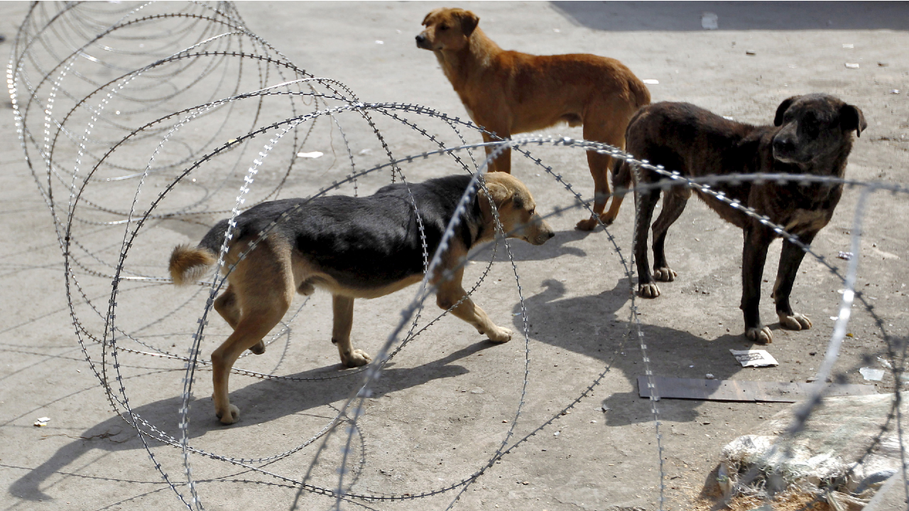 Bollywood actor Arjun Kapoor also came in front for the aid of these stray animals who are left starving due to ongoing lockdown. (Image: Reuters)
