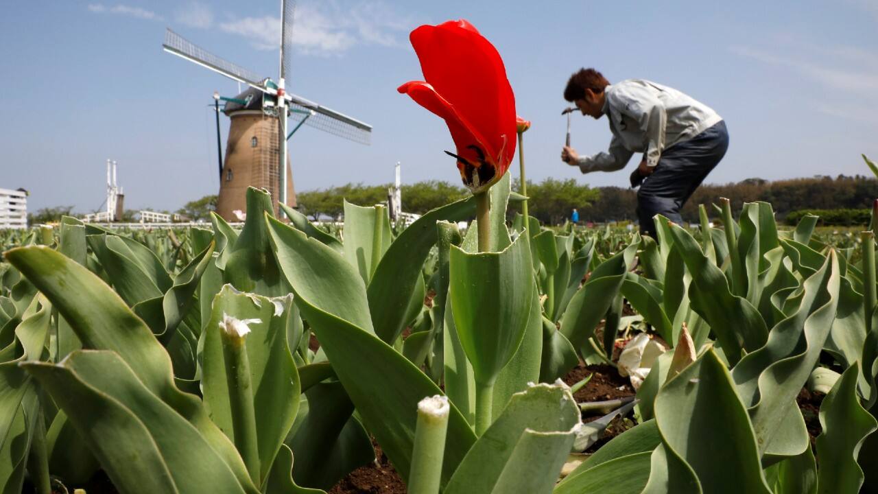 To combat the outbreak Japan authority has cut down the flowers to stop crowd gathering. Officials in Sakura city of Japan mowed the tulip beds and cancelled the annual tulip festival to avert people from congregating amid coronavirus emergency. (Image: Reuters)