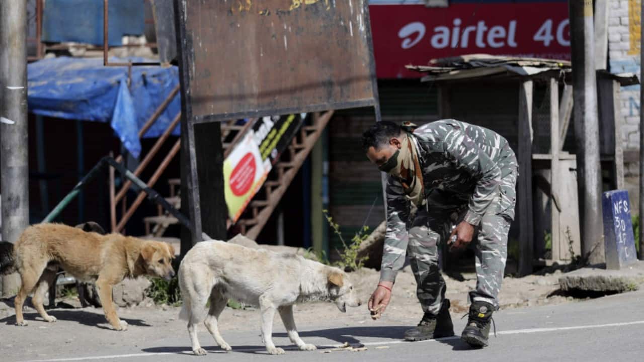 Even individuals who used to feed them are not venturing out of their homes due to the lockdown, and therefore, the strays are suffering from starvation. (Image: AP)