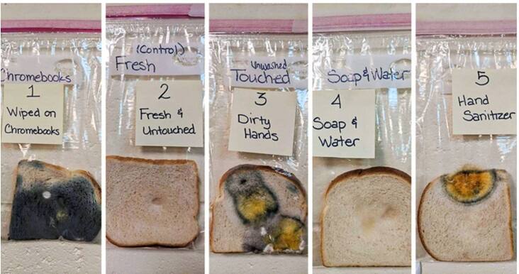 Answer: Jaralee came up with a simple classroom activity with her students: she asked several kids with various levels of hand cleanliness to touch 5 pieces of white bread that were taken from the same loaf, at the same time. Then, they put the bread in individual plastic bags to observe what would happen over the course of one month. The first piece was rubbed on all of the classroom laptops. The second one was a control piece — it wasn’t touched, it was placed immediately in the plastic bag and labelled “Fresh & untouched.” The third piece of bread was touched by the whole class using unwashed hands. For piece #4 the whole class washed their hands with warm water & soap and, again, touched the slice. And for bread piece #5, they cleaned their hands with hand sanitizer and then touched it. The outcome was that soap and water is the best to clean hands. Electronic devices have most bacteria and should be cleaned regularly with an alcohol solution. Even Hand sanitizers are not foolproof. Answer: Jaralee came up with a simple classroom activity with her students: she asked several kids with various levels of hand cleanliness to touch 5 pieces of white bread that were taken from the same loaf, at the same time. Then, they put the bread in individual plastic bags to observe what would happen over the course of one month. The first piece was rubbed on all of the classroom laptops. The second one was a control piece — it wasn’t touched, it was placed immediately in the plastic bag and labelled “Fresh & untouched.” The third piece of bread was touched by the whole class using unwashed hands. For piece #4 the whole class washed their hands with warm water & soap and, again, touched the slice. And for bread piece #5, they cleaned their hands with hand sanitizer and then touched it. The outcome was that soap and water is the best to clean hands. Electronic devices have most bacteria and should be cleaned regularly with an alcohol solution. Even Hand sanitizers are not foolproof.