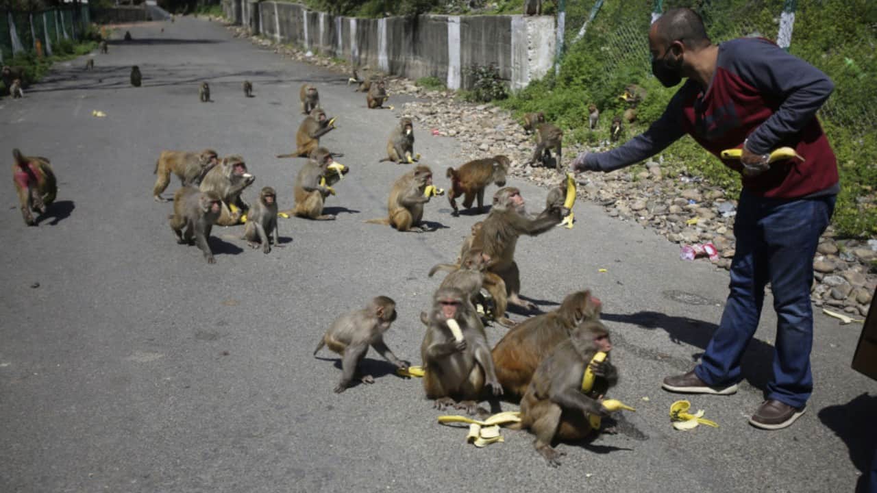 Animal welfare activists and animal lover urges everyone to feed humans best friends, animals, who are suffering the most during the lockdown, a precautionary measure to stem COVID-19 pandemic. (Image: AP)