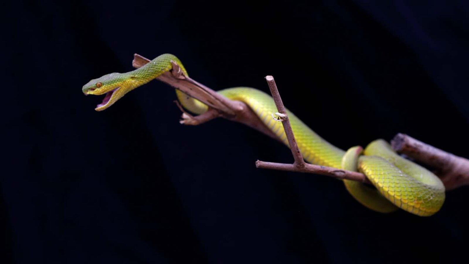 Welcome to the House of Slytherin: Salazar's pit viper, a new green pit  viper from India