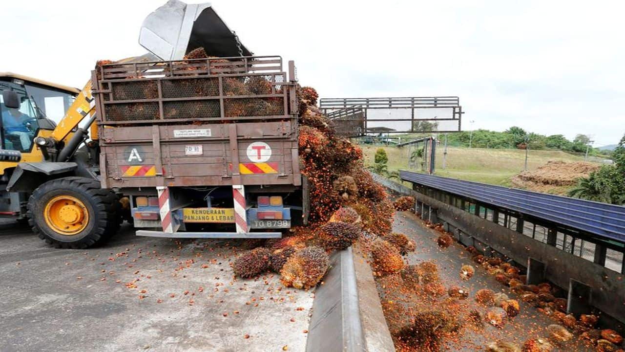 Crude Palm Oil slips 3% this week on MCX driven by weak demand; downward momentum likely to continue Crude Palm Oil slips 3% this week on MCX driven by weak demand; downward momentum likely to continue