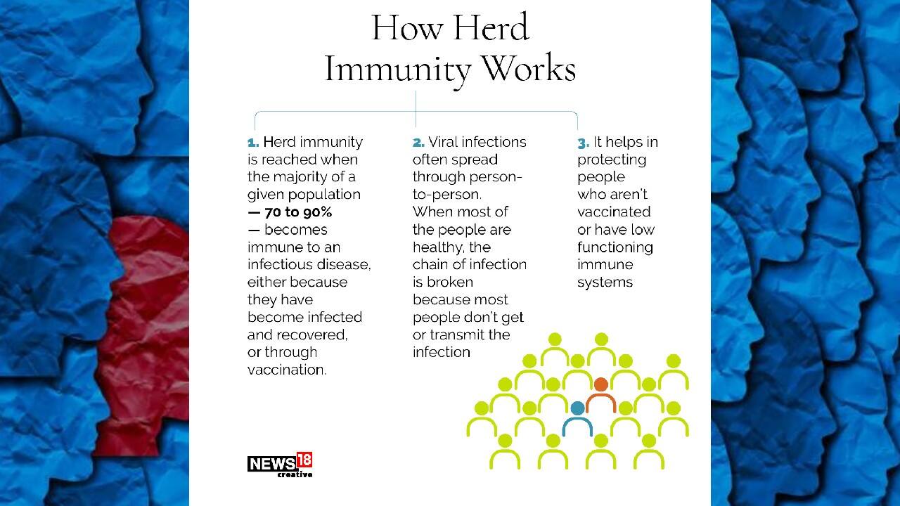 How her immunity works | Herd immunity is reached when the majority of a given population – 70 to 90 percent—becomes immune to an infectious disease either because they have become infected and recovered or through vaccination. It helps in protecting people who aren’t vaccinated or have low functioning immune systems. (Image: News18 Creative)