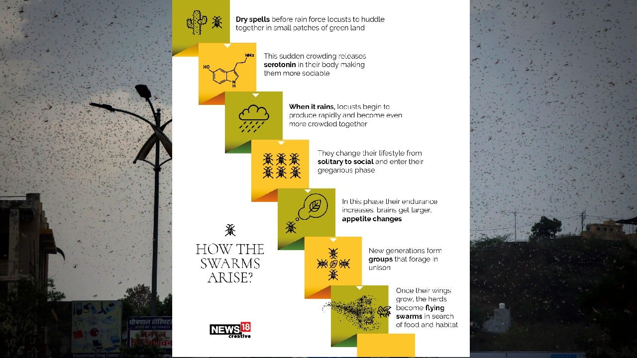 In pics Explained What are locusts and why are they bad news?